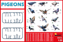 1/35 Pigeons - Hobby Sense