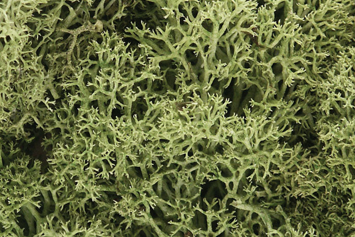 Woodland Scenics Lichen - Hobby Sense
