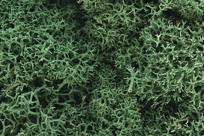 Woodland Scenics Lichen - Hobby Sense