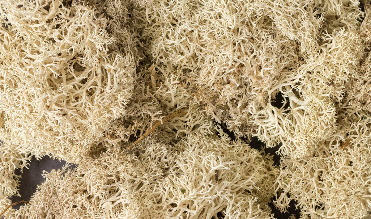 Woodland Scenics Lichen - Hobby Sense